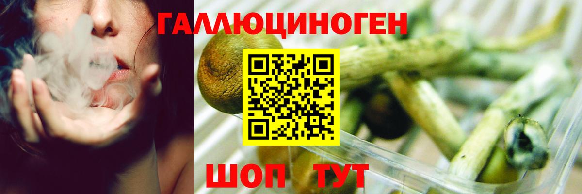 Галлюциногенные грибы Psilocybe Кохма